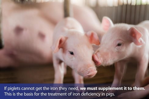 Image showcasing Treatment of Iron Deficiency in Pigs